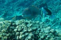 Heavybeak parrotfish Scarus gibbus Royalty Free Stock Photo